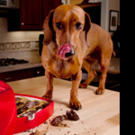 are all chocolate bad for dogs