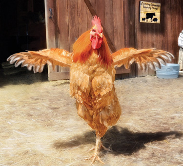 Beth_Lily_Redwood_Romeo_the_Dancing_Rooster.jpg