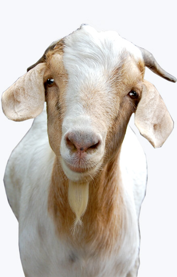 happyherald_art_luckygoat_02.jpg